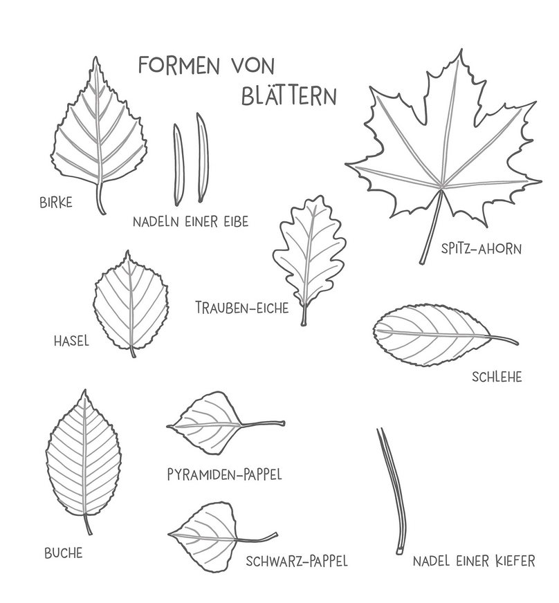 Vicky Bo's bunte Blätter-Bilder für Kinder. Sammeln, kleben, ausmalen