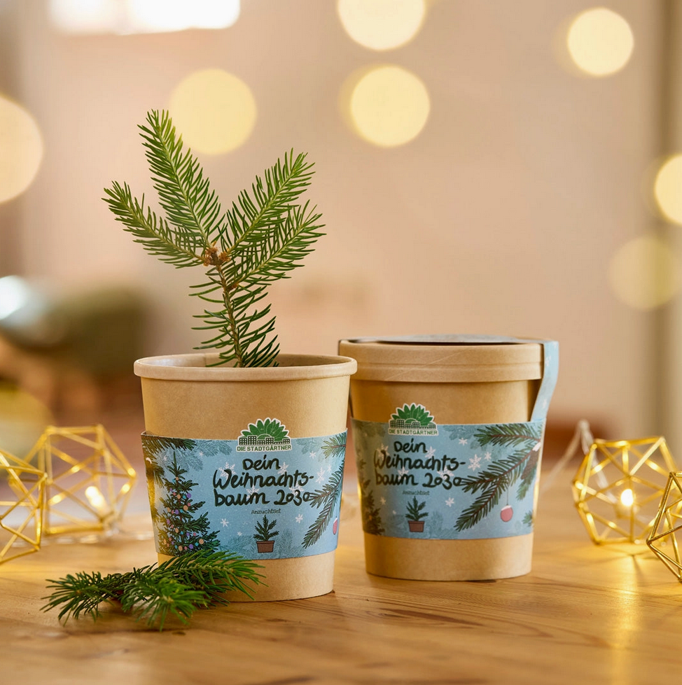 Weihnachtsbaum aus dem Becher