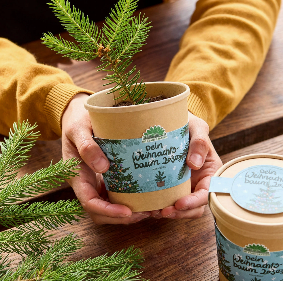Weihnachtsbaum aus dem Becher