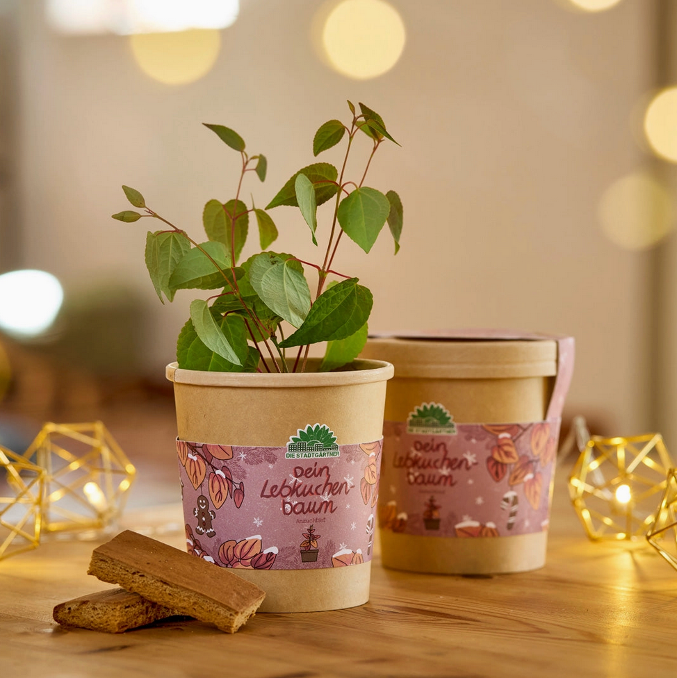 Lebkuchenbaum aus dem Becher
